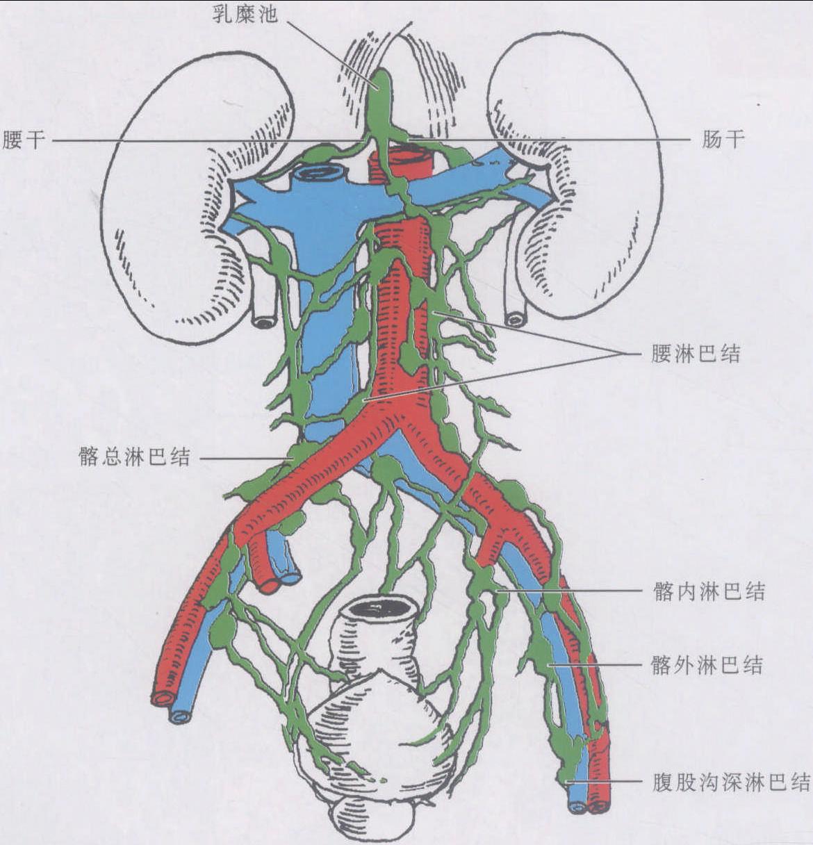 图1-47 直肠和肛管黏膜(2)-妇产科临床解剖学-医学